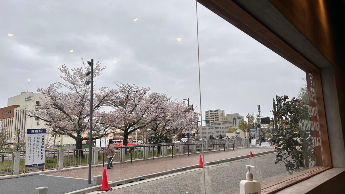 もう少し早く来たら満開だったかな～