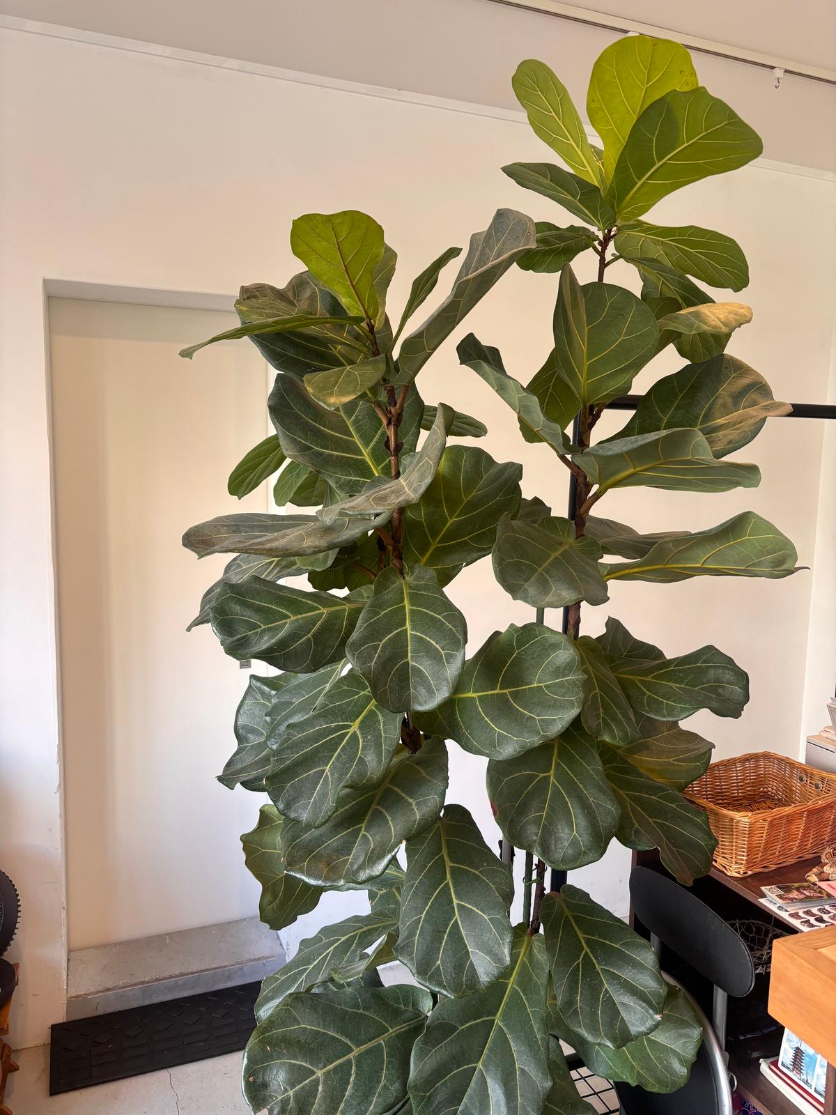 店内の活き活きした観葉植物